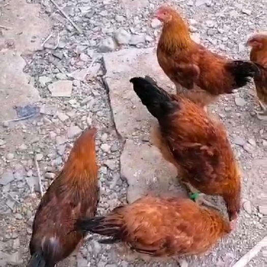 贺州灵山土鸡 灵山土公