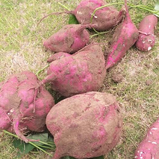 泗阳县毛薯 50万斤待收