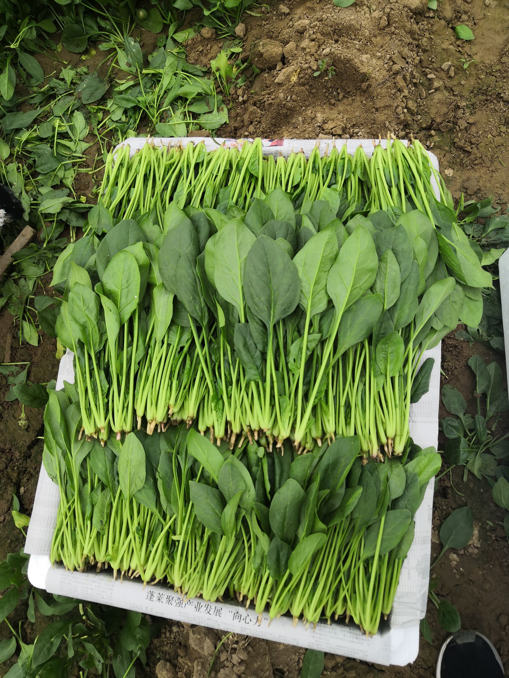 精品菠菜大量上市，全国代发