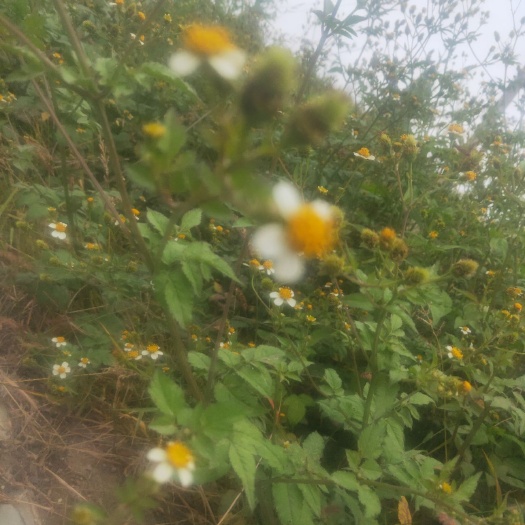 曲靖鬼针草