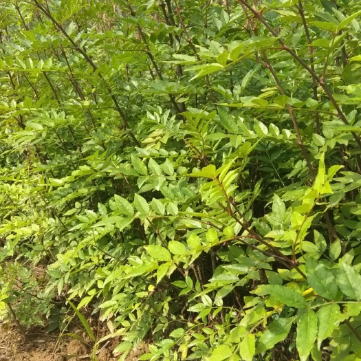 宜川县红花椒苗