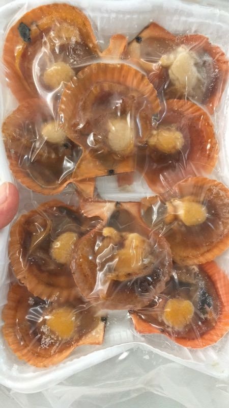 饶平县冷冻扇贝肉 活冻扇贝