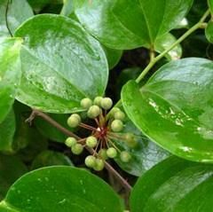 惠东县菝葜  来自大山的金刚藤