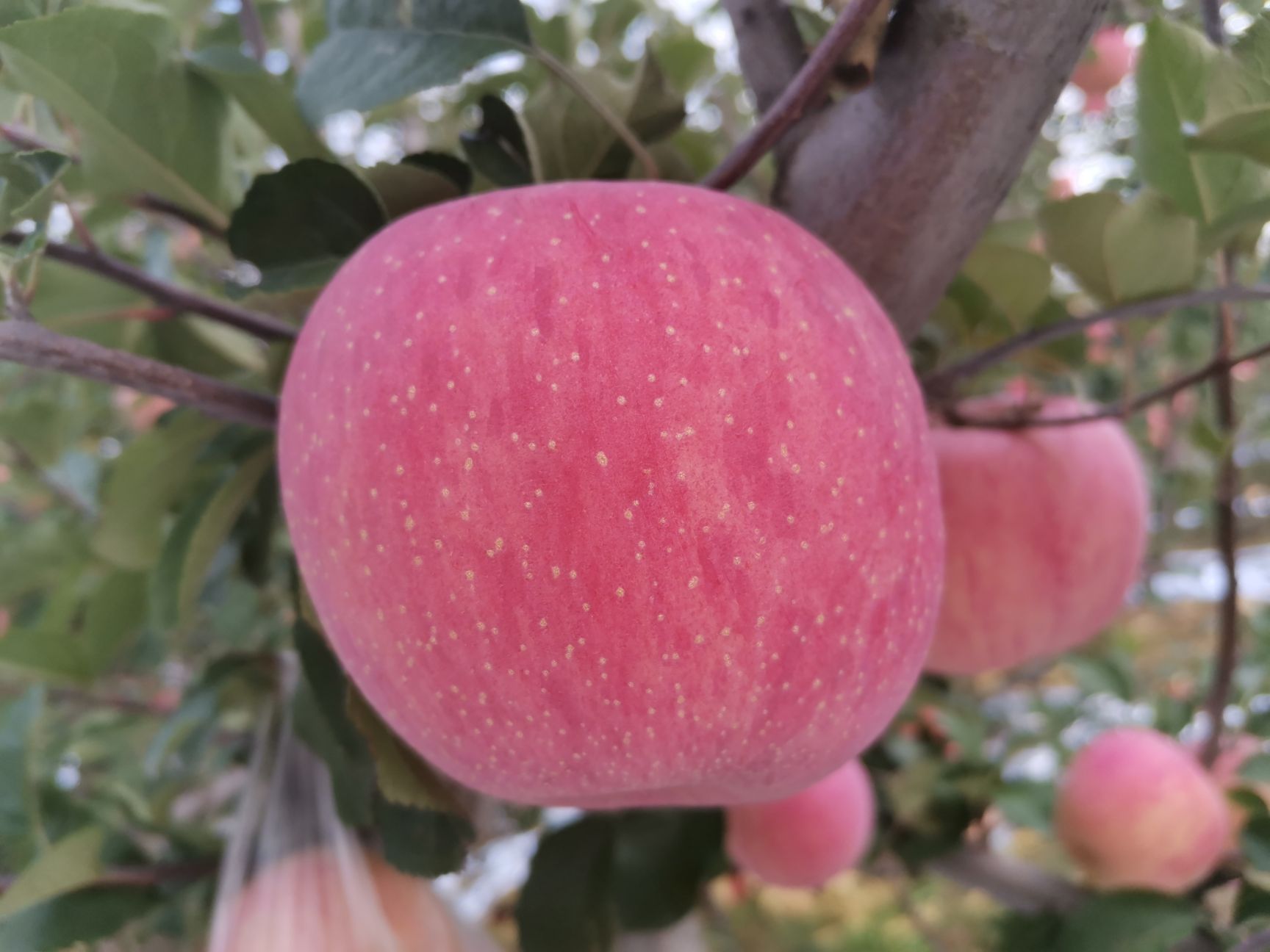  吉县红富士苹果！