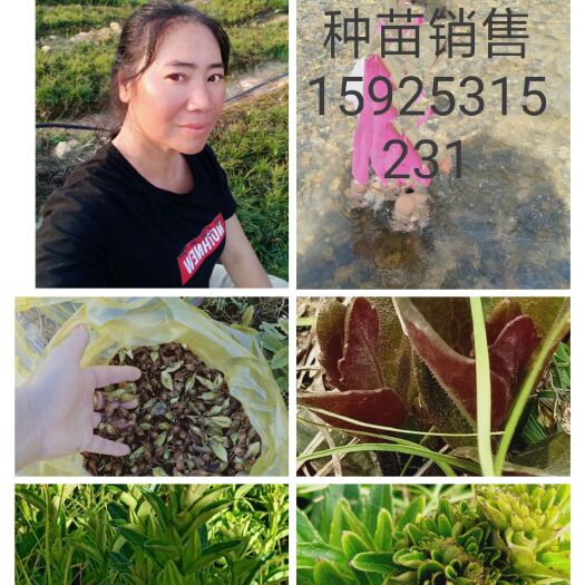 蒙自市红根野蚕豆种子