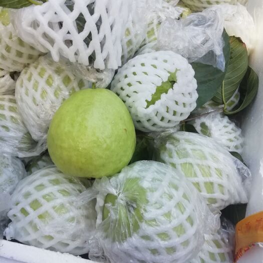 海口红石榴 自家果园位置文昌面积一百多亩现在大量上市欢迎老板订购