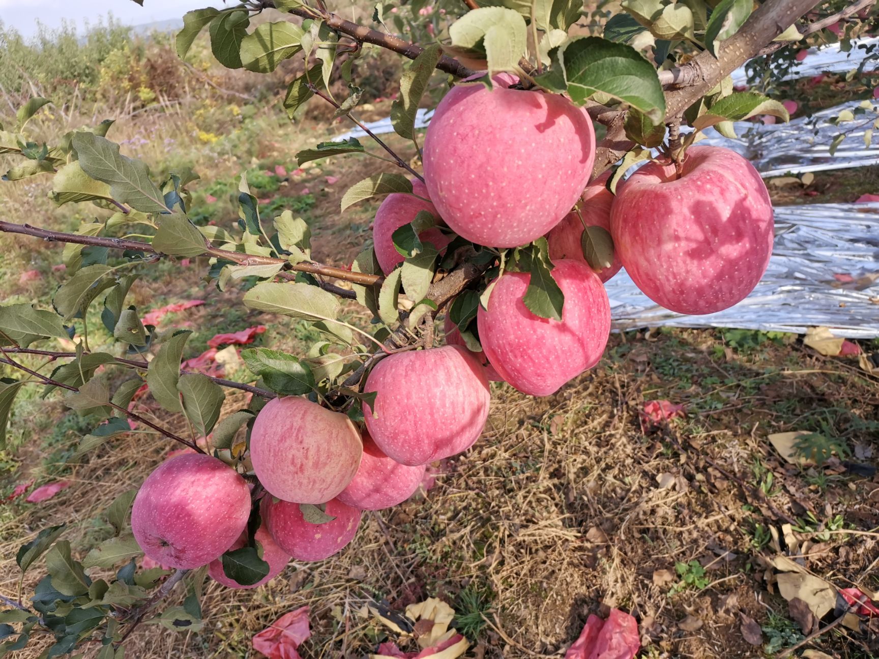  吉县红富士苹果！
