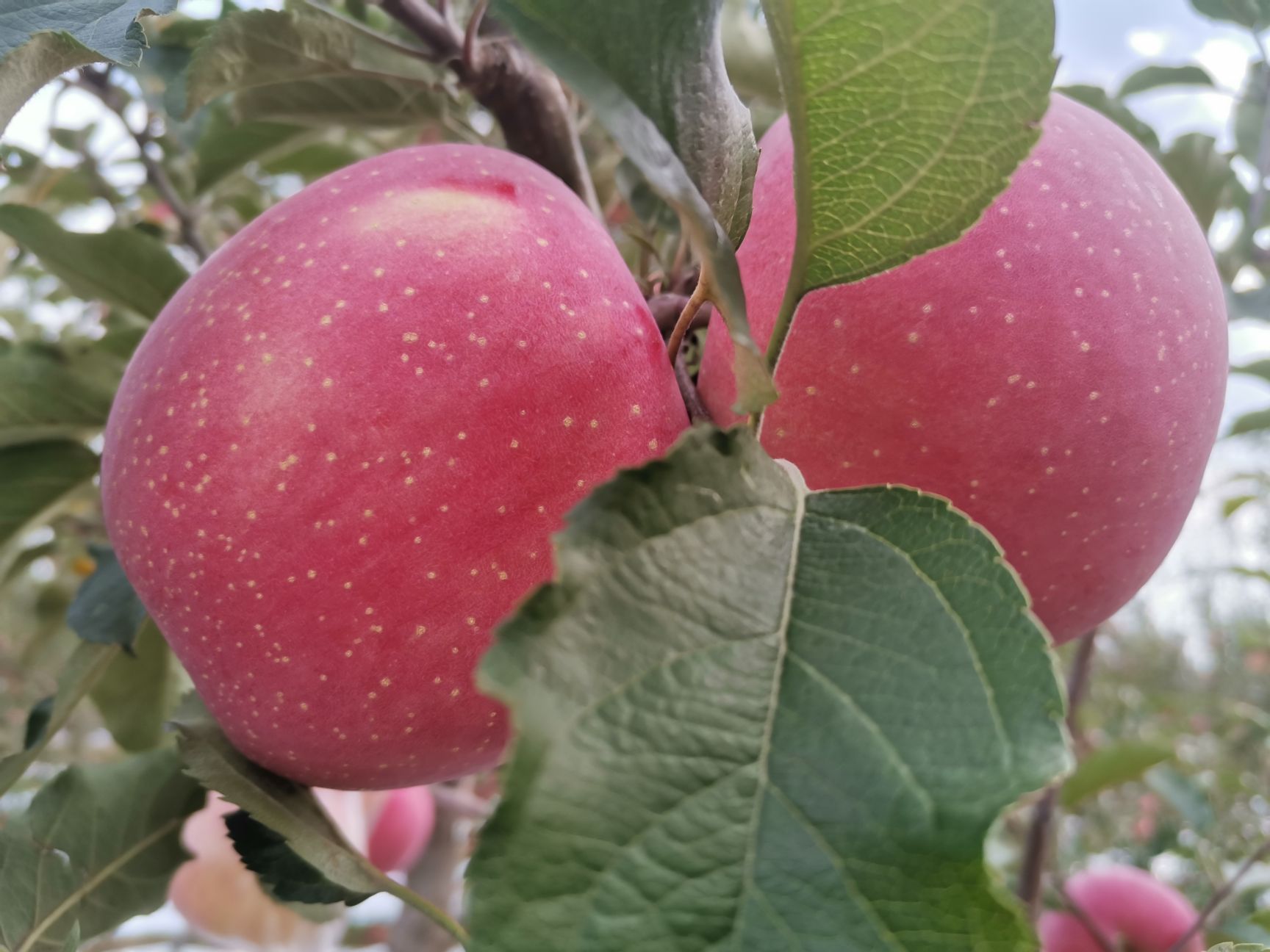  吉县红富士苹果！