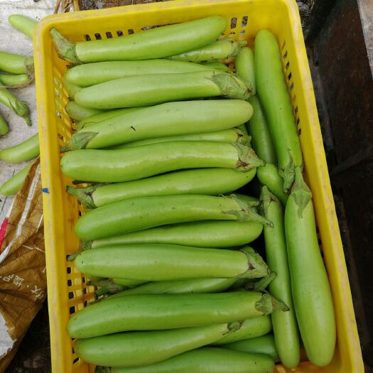 江永县 供应青茄白茄