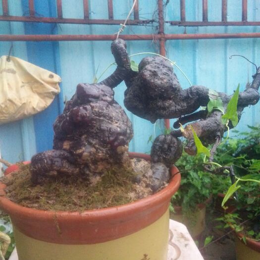 淮南何首乌种子 何首乌盆栽