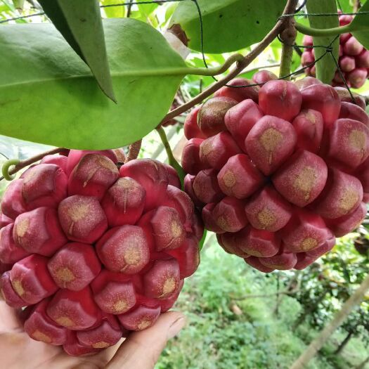 龙胜县黑老虎果 300-600g