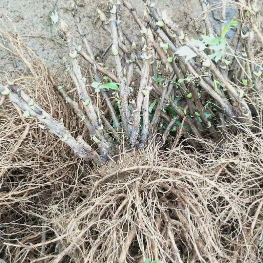 平邑县 牡丹花芍药花