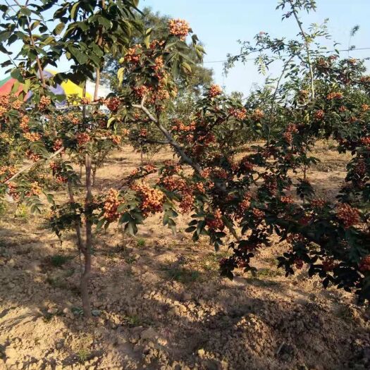 富平县 陕西大红袍无刺花椒苗4年挂果 朵大 颗粒大 亩产高