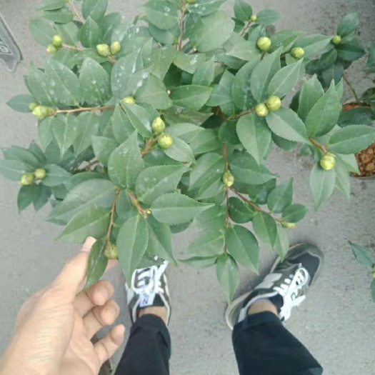 漳平市 香茶花 18杯带花苞产地批发直销