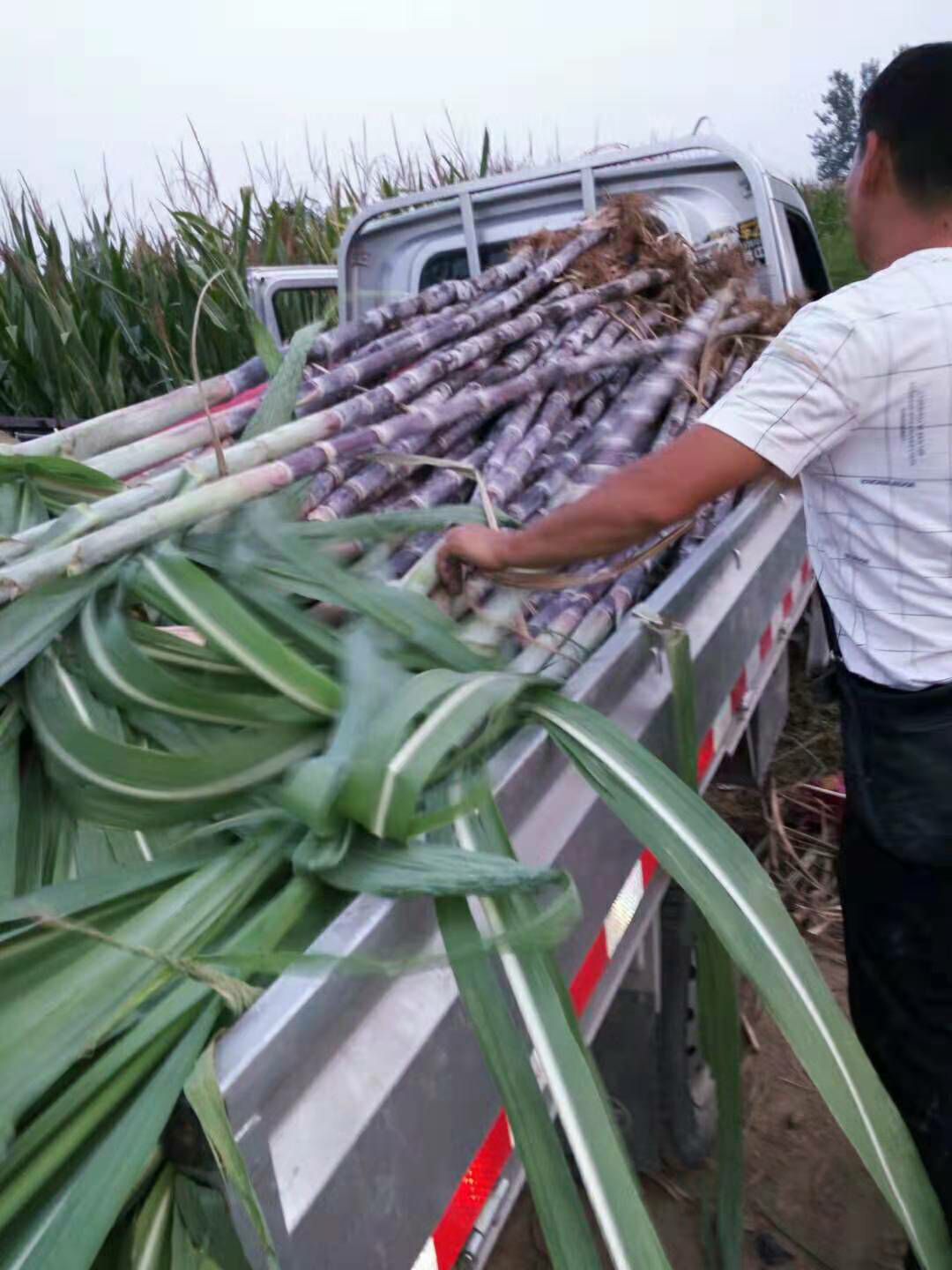  河南漯河舞阳本地黑皮甘蔗