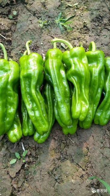 郑州泡椒种子芜湖椒王、早熟抗病性强、产量高