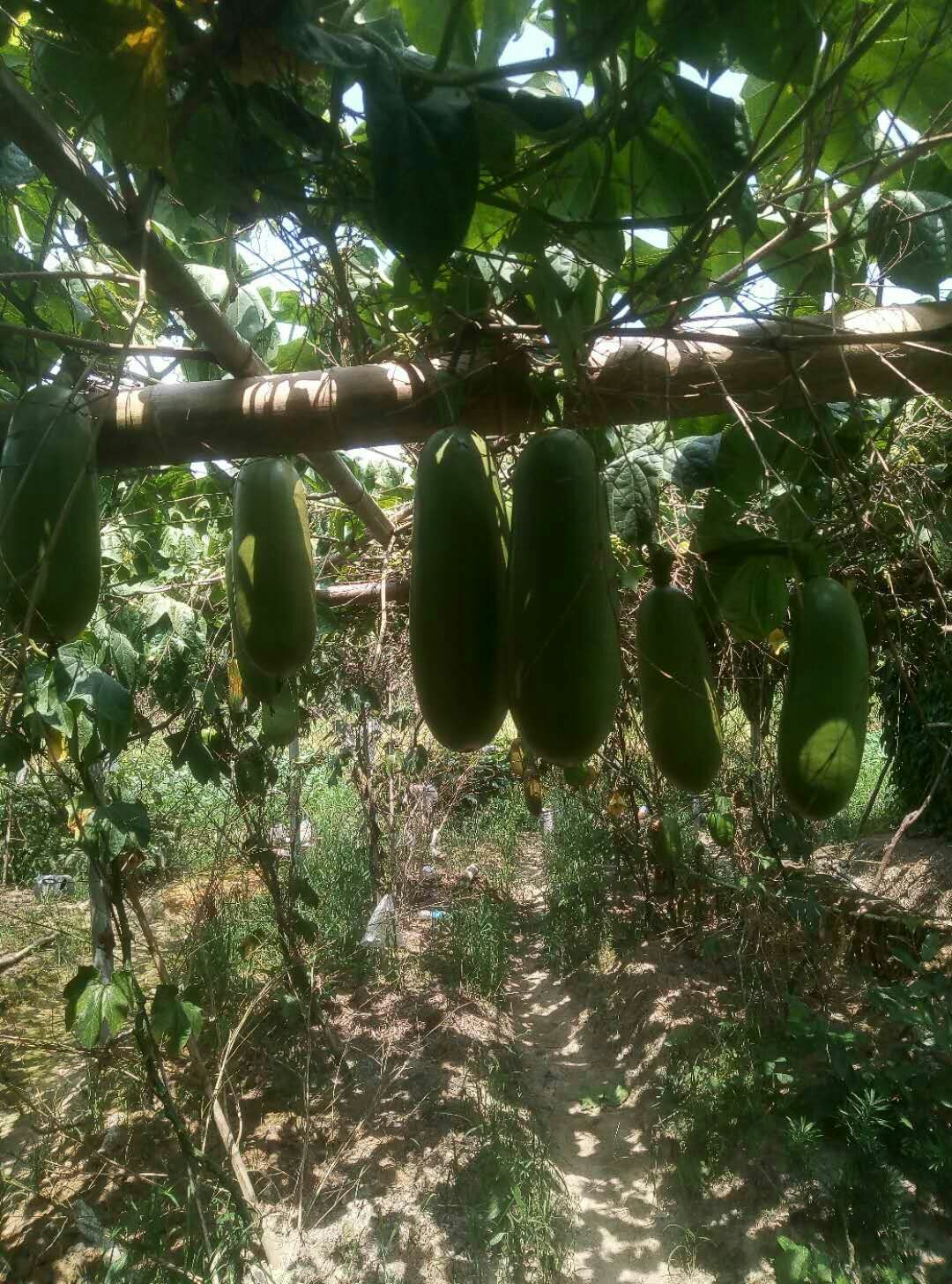 甜瓜  香如蜜瓜
