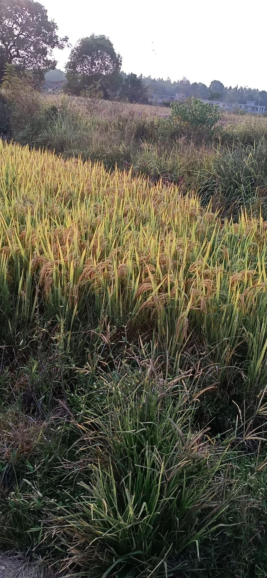 品种名:黄花粘稻谷 品种名:黄花粘稻谷 类型:籼稻 种类:晚稻