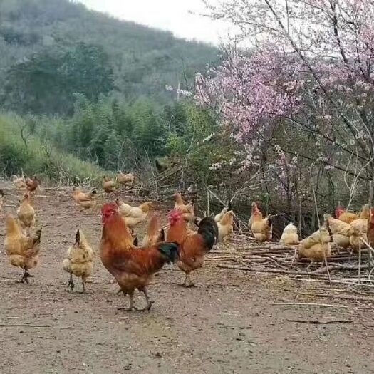 枣阳市苏禽一代土鸡苗，混苗，公苗，母苗