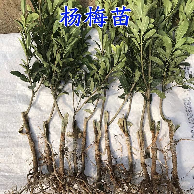 東魁楊梅樹苗  東魁楊梅苗！汁多肉甜！個大味道鮮美！