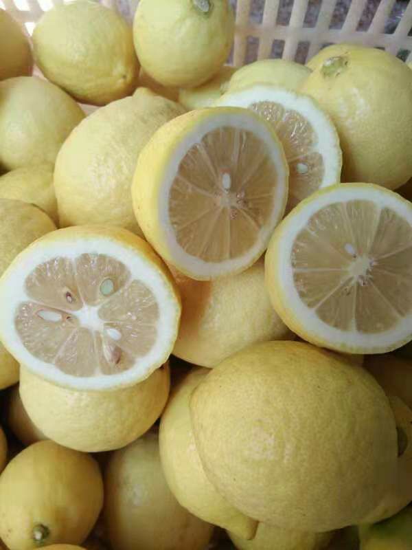 安岳黄柠檬5斤全国包邮