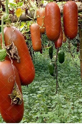 甜瓜  香如蜜瓜