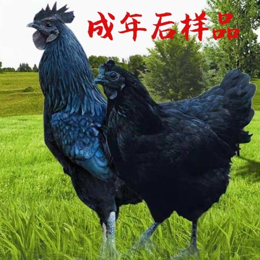 南宁 五黑鸡苗