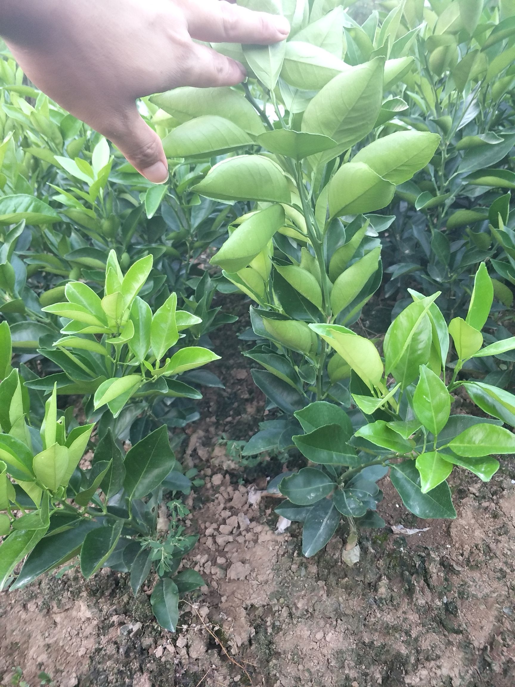 纽荷尔脐橙苗 合同苗品种有保证欢迎订购