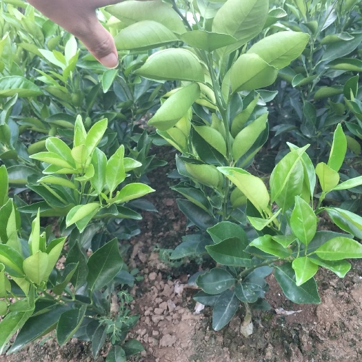 桃源县纽荷尔脐橙苗 合同苗品种有保证欢迎订购