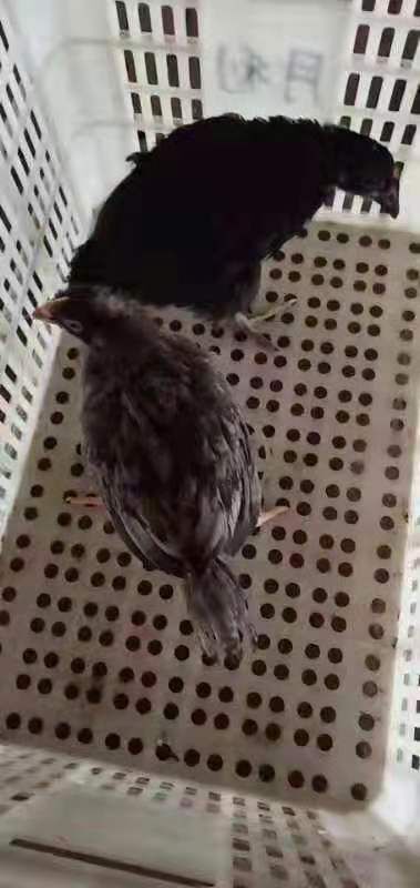 沭阳县黑鸡苗 黑母鸡价格优惠