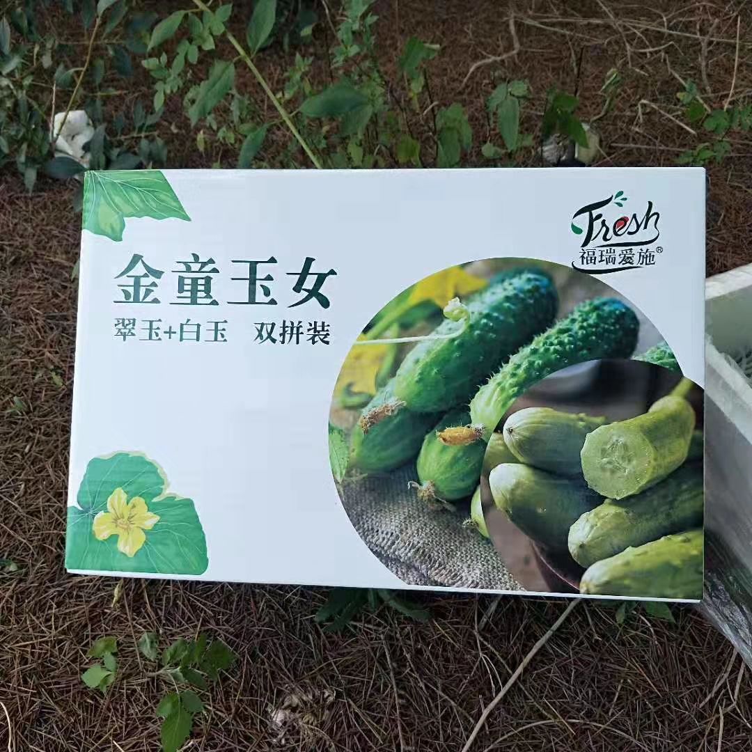 生吃有味道的水果黄瓜，烟台海阳白玉黄瓜菜品现货