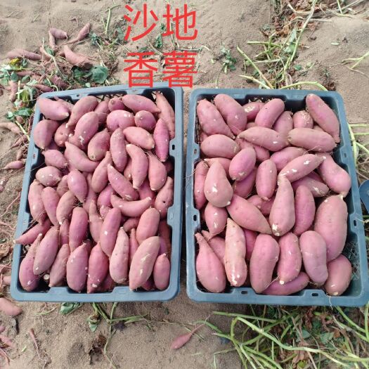 天目小香薯 红皮