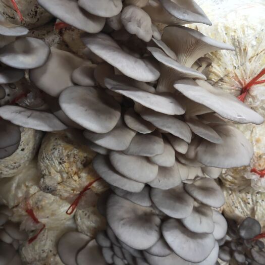 菌棒（不含菌种） 菌棒