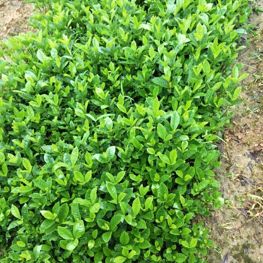 浏阳市地被植物 地被色块，大叶栀子
