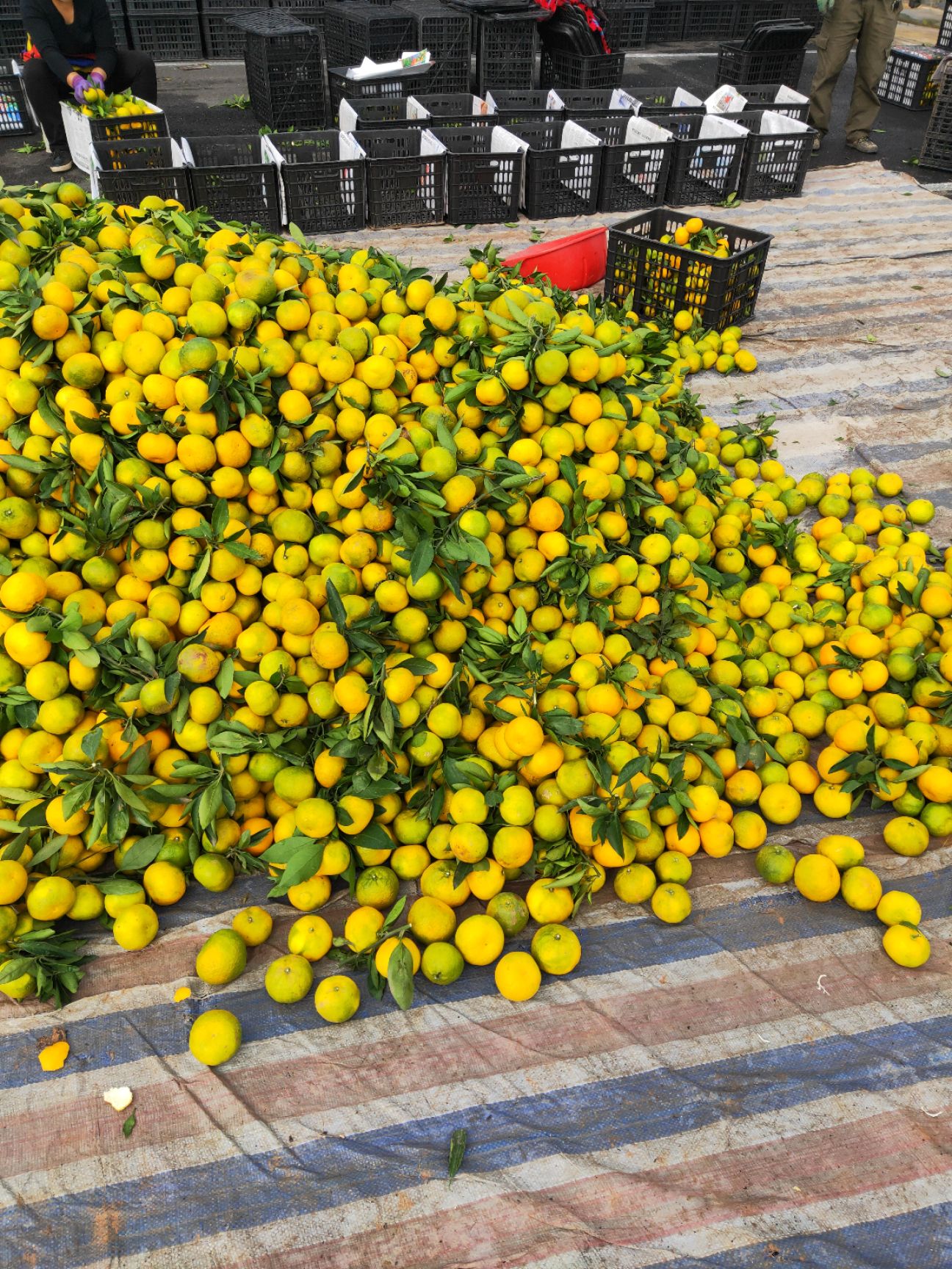 黄橘子 天晴了，橘子颜色也黄了，