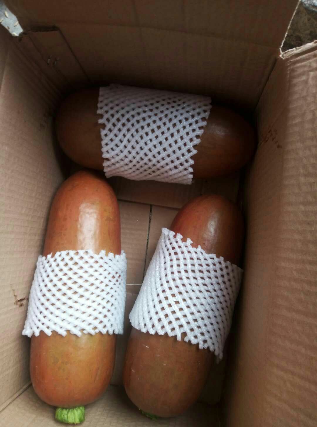 甜瓜  香如蜜瓜