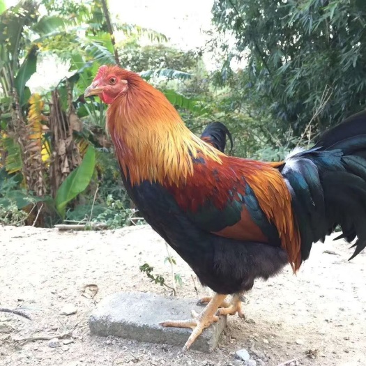 南宁广东清远鸡鸡苗 清远麻鸡