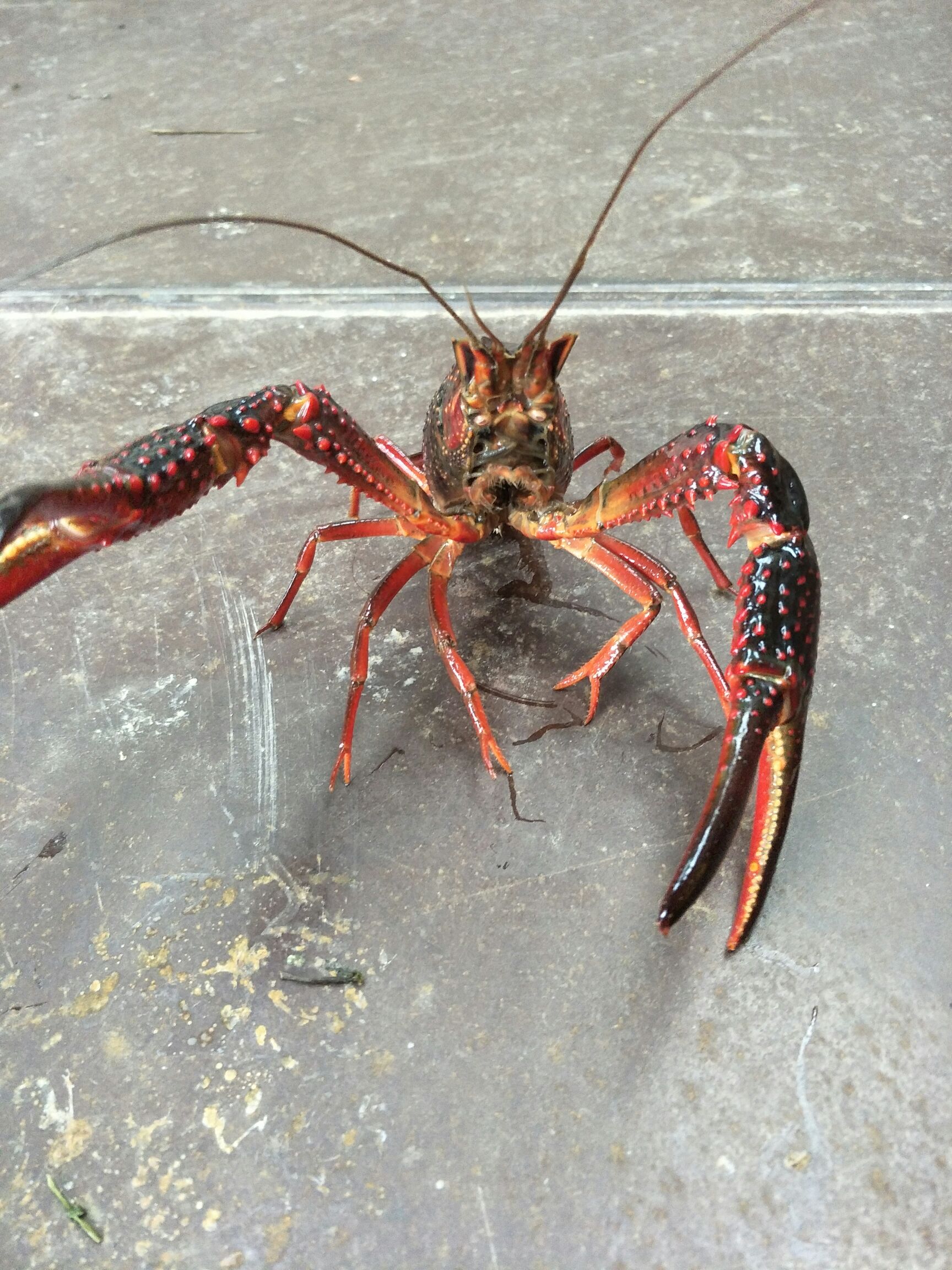 青壳小龙虾 大红6-9钱