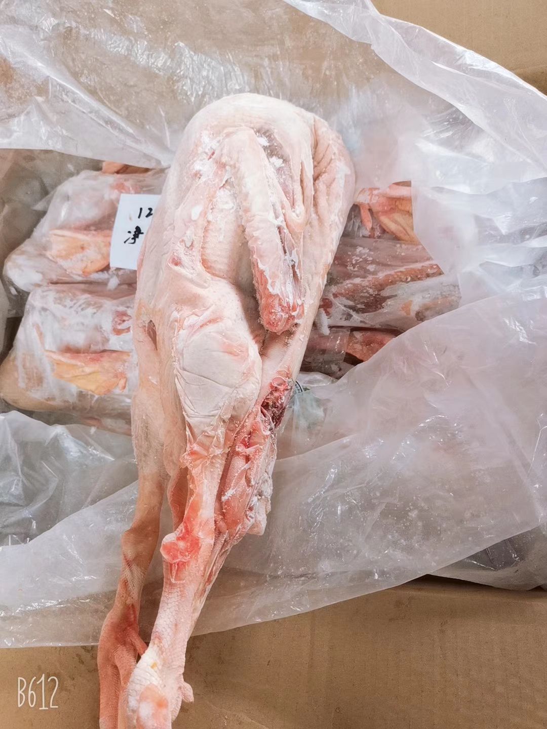 批发老鹅  批发白条鹅  批发鲜冻大鹅  批发东北大鹅