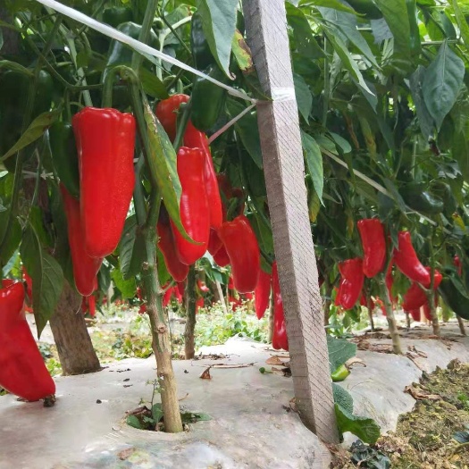 长阳县 漂亮红泡椒，品质保证