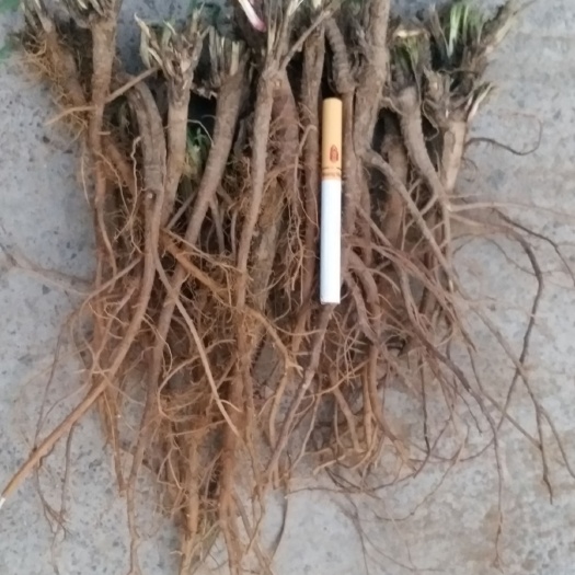长治 种植柴胡，致富脱贫。