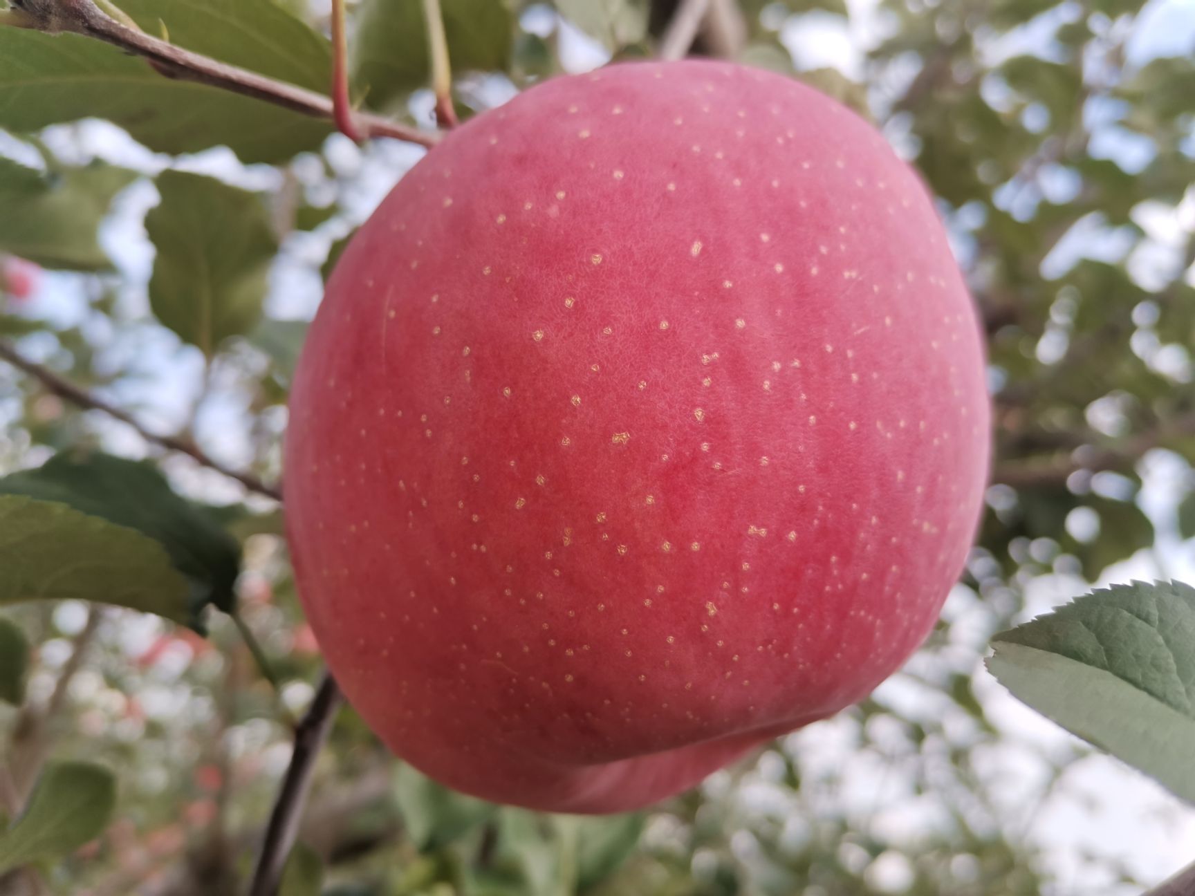  吉县红富士苹果！