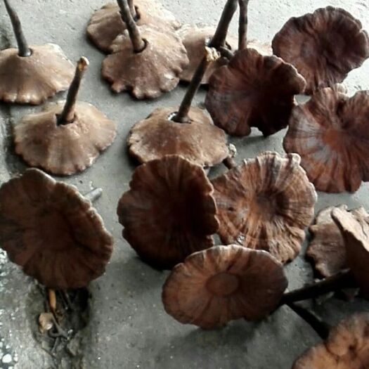 黎平县赤灵芝