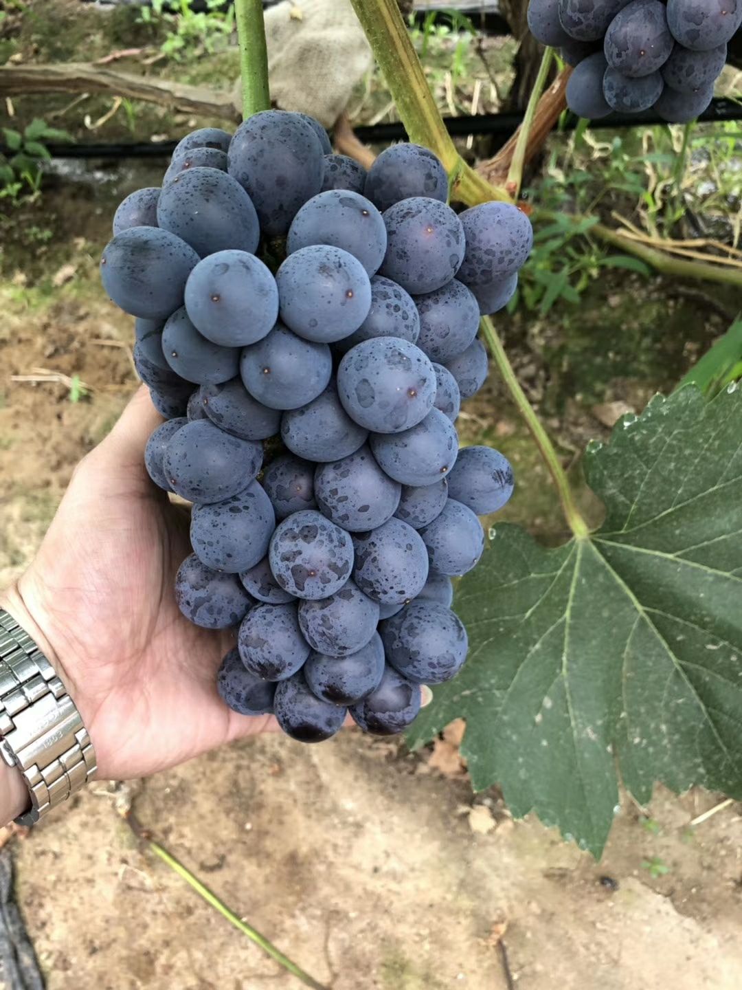 夏黑葡萄苗 早熟品种 自然无核 耐储藏明年挂果 南北方种植 假一赔十