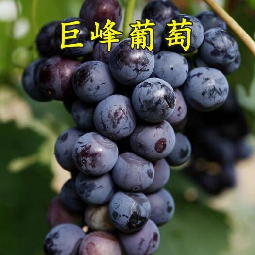 平邑县 巨峰葡萄苗现挖现卖