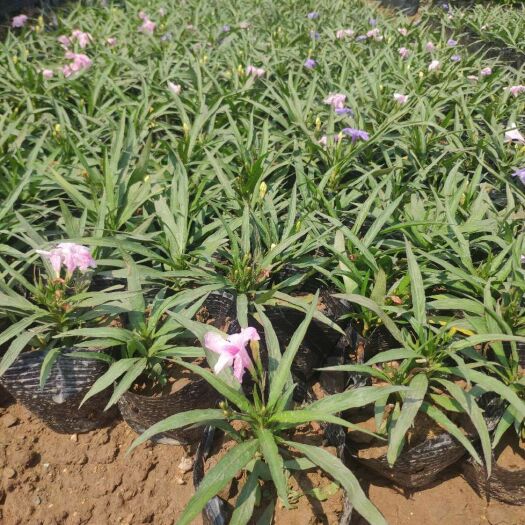 中山市翠芦莉盆栽 910供应 矮化翠芦莉 10-30cm高盆栽袋苗 白 粉 紫