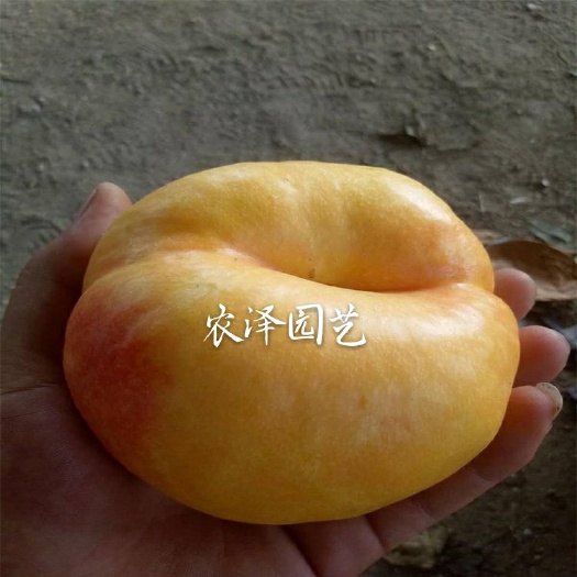 超早熟黄金油蟠桃苗 早熟桃树苗 黄金蟠桃苗 油桃苗