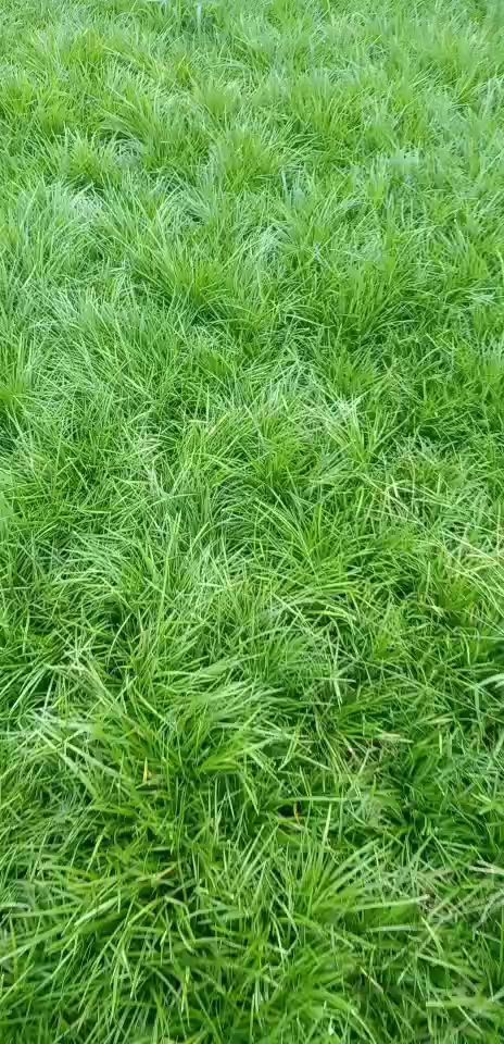 三台县 小叶麦冬草 玉龙草  还魂草  草坪专用