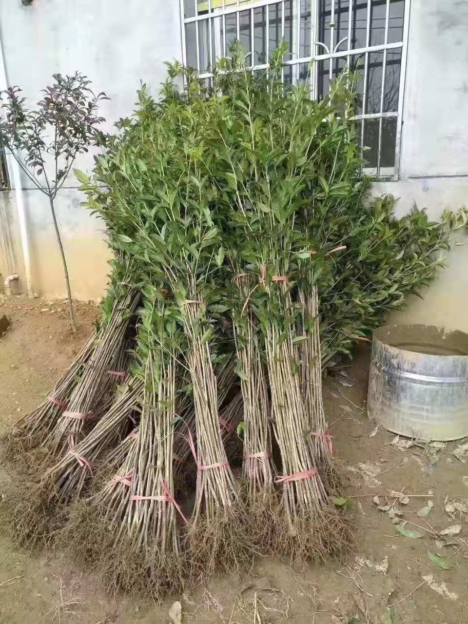 咸宁朱砂桂 1