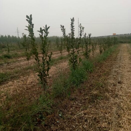 聊城黑布林苗